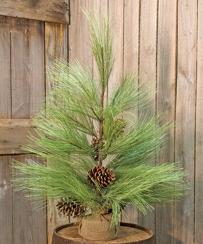 Long Needle Pine Tree - 30